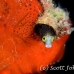 blenny_secretary_pi_jar_h_0093_cub1989.jpg